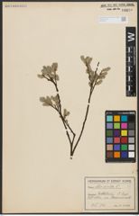 Foto von Salix aurita L.